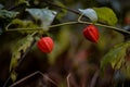 Physalis alkekengi raw vegan wild fruit. Chinese lantern edible plant in nature Royalty Free Stock Photo