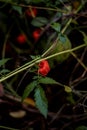 Physalis alkekengi raw vegan wild fruit. Chinese lantern edible plant in nature Royalty Free Stock Photo