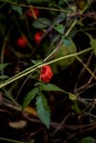 Physalis alkekengi raw vegan wild fruit. Chinese lantern edible plant in nature Royalty Free Stock Photo
