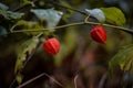 Physalis alkekengi raw vegan wild fruit. Chinese lantern edible plant in nature Royalty Free Stock Photo