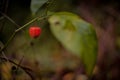 Physalis alkekengi raw vegan wild fruit. Chinese lantern edible plant in nature Royalty Free Stock Photo