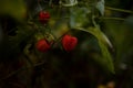 Physalis alkekengi raw vegan wild fruit. Chinese lantern edible plant in nature Royalty Free Stock Photo