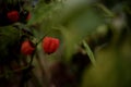 Physalis alkekengi raw vegan wild fruit. Chinese lantern edible plant in nature Royalty Free Stock Photo