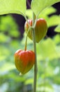 Physalis alkekengi ripening fruits, red papery covering on stem with leaves Royalty Free Stock Photo