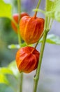 Physalis alkekengi ripening fruits, red papery covering on stem with leaves Royalty Free Stock Photo