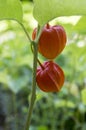 Physalis alkekengi ripening fruits, red papery covering on stem with leaves Royalty Free Stock Photo