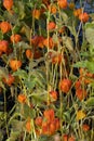 Physalis alkekengi var. franchetii `Zwerg`