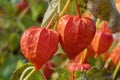 Physalis alkekengi var. franchetii `Zwerg`