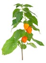 Physalis alkekengi Royalty Free Stock Photo