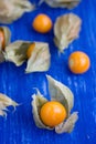 (Physalis alkekengi) yellow winter cherry Royalty Free Stock Photo