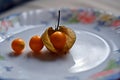 Physalis alkekengi yellow winter cherry, bladder cherry Royalty Free Stock Photo