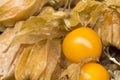 Physalis also known as winter cherries, cape gooseberries, ground cherries, love in cage or chinese lantern, aguaymanto. Royalty Free Stock Photo