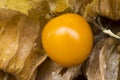 Physalis also known as winter cherries, cape gooseberries, ground cherries, love in cage or chinese lantern, aguaymanto. Royalty Free Stock Photo