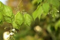 Physalis angulata