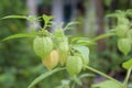 Physalis angulata. Royalty Free Stock Photo