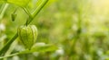 Physalis angulata, a fruit with the efficacy of treating various disease