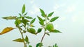 Physalis angulata plant leave fruit Royalty Free Stock Photo