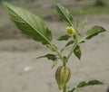 Physalis angulata, wild gooseberry Royalty Free Stock Photo