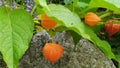 Physalis. Beautifully flowering shrubs in the garden. Physalis autumn bloom