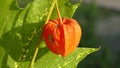 Physalis berry is orange in color, the fruit is inside the flower, against the background of a carved leaf. Autumn colors.