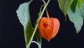 Physalis berry is orange in color, the fruit is inside the flower. On a black background. The season is autumn.