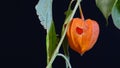 Physalis berry is orange in color, the fruit is inside the flower. On a black background. The season is autumn.