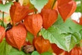 The physalis berry in red shell on branch. Orange lanterns of physalis among green leaves. Physalis gardening. Royalty Free Stock Photo