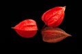 Physalis on the black background