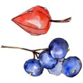 Physalis and blueberry wild fruits in a watercolor style isolated.