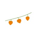 Physalis branch. Orange flower. Ornamental plant. Flat cartoon illustration