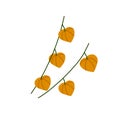 Physalis branch. Orange flower. Ornamental plant