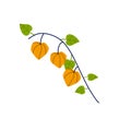 Physalis branch. Orange flower. Ornamental plant. Flat cartoon illustration.