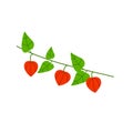 Physalis branch. Orange flower. Ornamental plant. Flat cartoon illustration