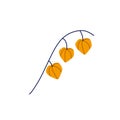 Physalis branch. Orange flower. Ornamental plant.