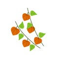Physalis branch. Orange flower. Ornamental plant.