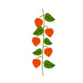 Physalis branch. Orange flower. Ornamental plant. Flat cartoon illustration