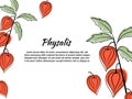 Physalis branches vector set on white background