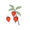 Physalis branches vector set on white background