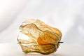 Physalis