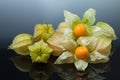 Physalis or cape gooseberry
