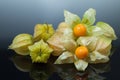 Physalis or cape gooseberry Royalty Free Stock Photo