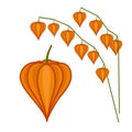 Physalis, cape gooseberry, winter cherry. Branch of physalis. Cartoon vector