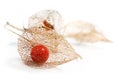 physalis chinese lantern dried fruits isolated on white background Royalty Free Stock Photo