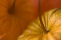 Physalis closeup