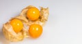 Physalis closeup and white background