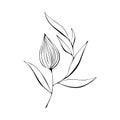 Physalis contour black stylized hand drawing, isolated on a white background.