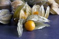 Physalis on a dark background