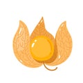 Cute vector physalis isolated illustration.