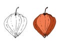 Physalis doodling contour hand drawing, isolated on white background.