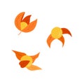 Physalis flowers, berries and leaves of an autumn plant. colors orange vector illustration on a white background